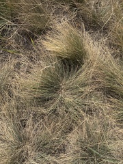 Festuca hallii