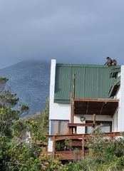 Papio ursinus ursinus