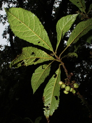 Aegiphila odontophylla