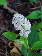 Ceanothus americanus