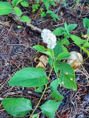 Ceanothus americanus