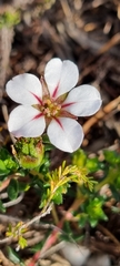 Adenandra uniflora