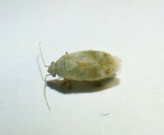 Megalocoleus molliculus