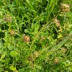 Sanguisorba minor