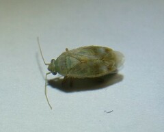 Megalocoleus molliculus