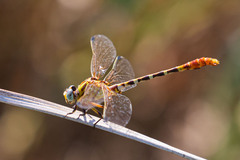 Erpetogomphus designatus