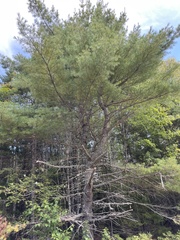 Pinus strobus