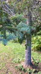 Picea glauca