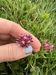 Trifolium wormskioldii