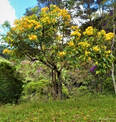 Senna macranthera