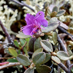 Rhododendron lapponicum