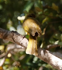 Chlorocichla flaviventris flaviventris