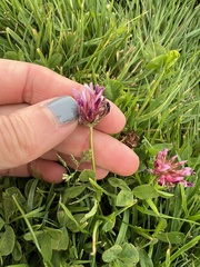 Trifolium wormskioldii