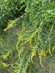 Solidago rugosa