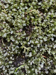 Rhizomnium punctatum
