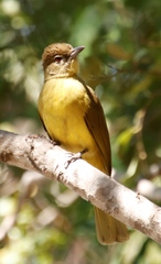 Chlorocichla flaviventris flaviventris