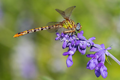 Erpetogomphus designatus