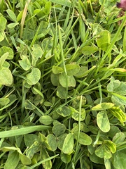 Trifolium wormskioldii