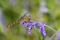 Erpetogomphus designatus