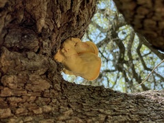 Laetiporus gilbertsonii