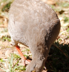 Pternistis adspersus