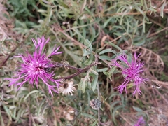 Centaurea scabiosa