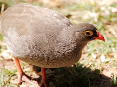 Pternistis adspersus
