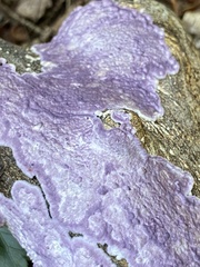 Phlebiopsis crassa