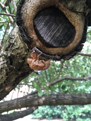 Cicadoidea