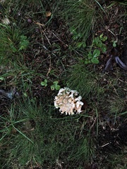 Sparassis spathulata