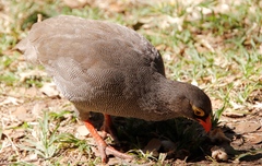 Pternistis adspersus