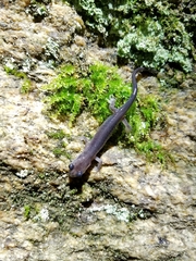 Plethodon amplus