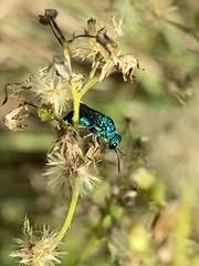 Chrysidinae