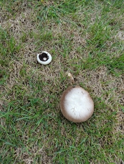 Agaricus bitorquis