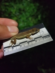 Anolis krugi