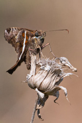 Chioides albofasciatus