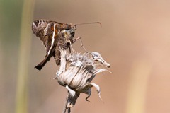 Chioides albofasciatus