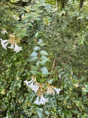 Abelia