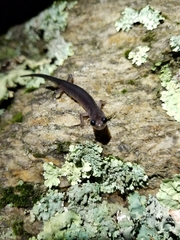 Plethodon amplus