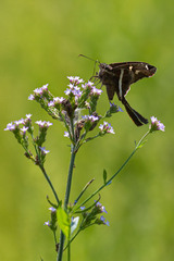 Chioides albofasciatus