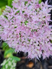 Hylotelephium spectabile