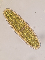 Netrium digitus