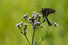 Chioides albofasciatus