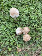 Hypomyces hyalinus