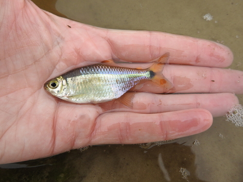 Luetken's tetra (Hyphessobrycon luetkenii) — Characidae