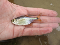 Hyphessobrycon luetkenii