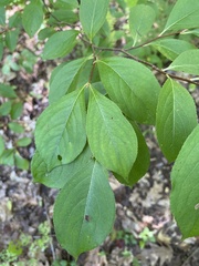 Aronia melanocarpa