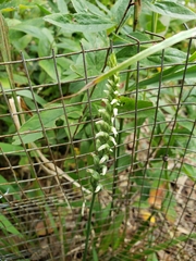 Spiranthes ovalis erostellata