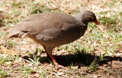 Pternistis adspersus