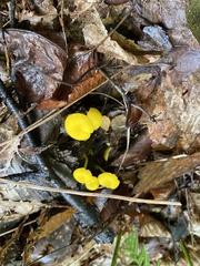 Pluteus chrysophlebius